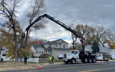 Spring Tree Maintenance Checklist for Homeowners