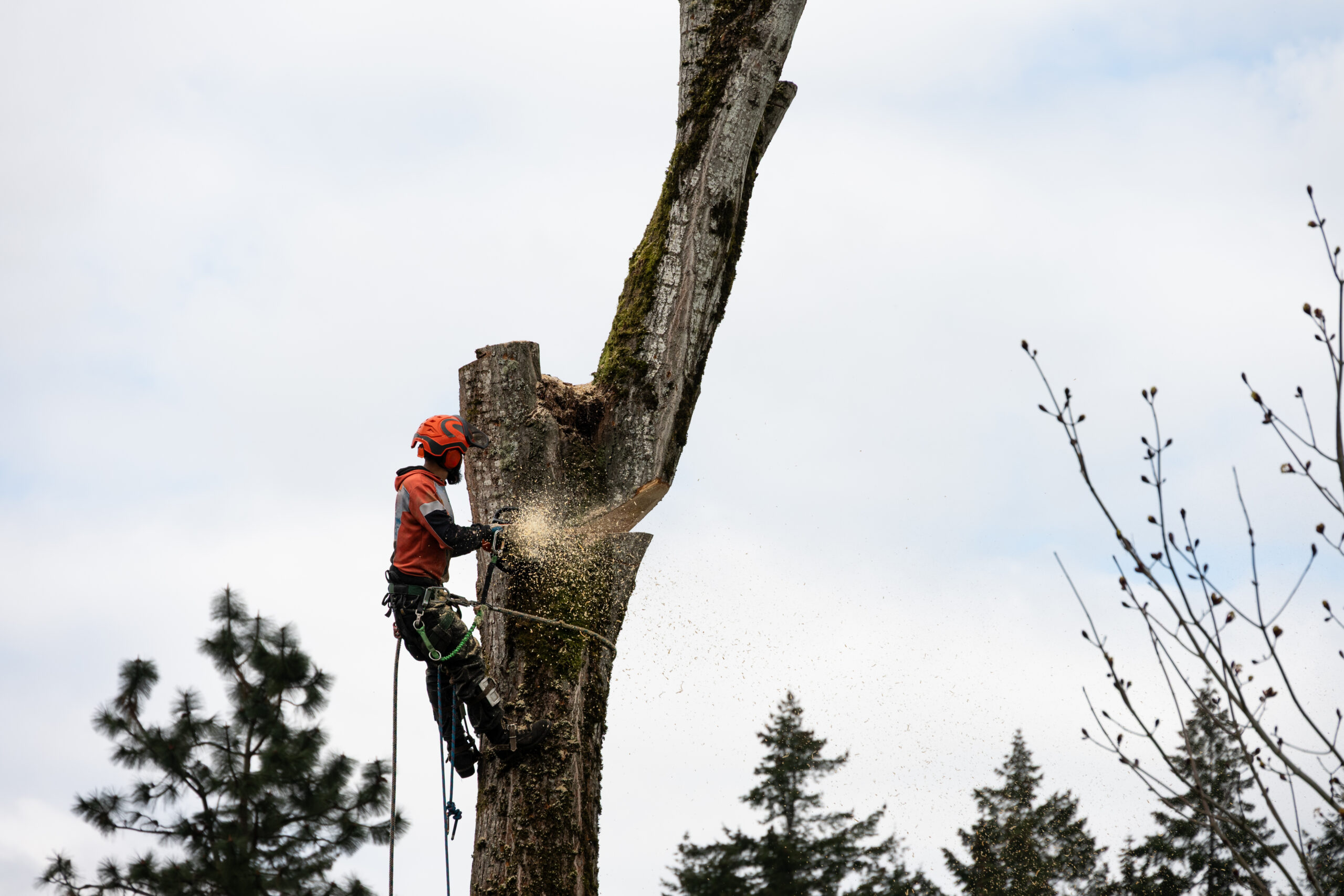 Signs Your Tree Needs Professional Removal - Nye’s Tree Service