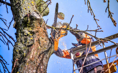 Tree Trimming vs. Tree Pruning: What Homeowners Should Know