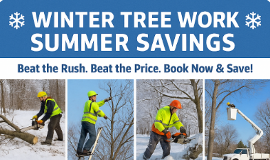 The Benefits of Scheduling Tree Work in Winter Instead of Summer