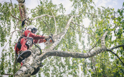 How To Find a Good Tree Removal Service in Utah