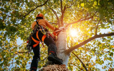 How Professional Tree Pruning Improves Tree Health and Safety